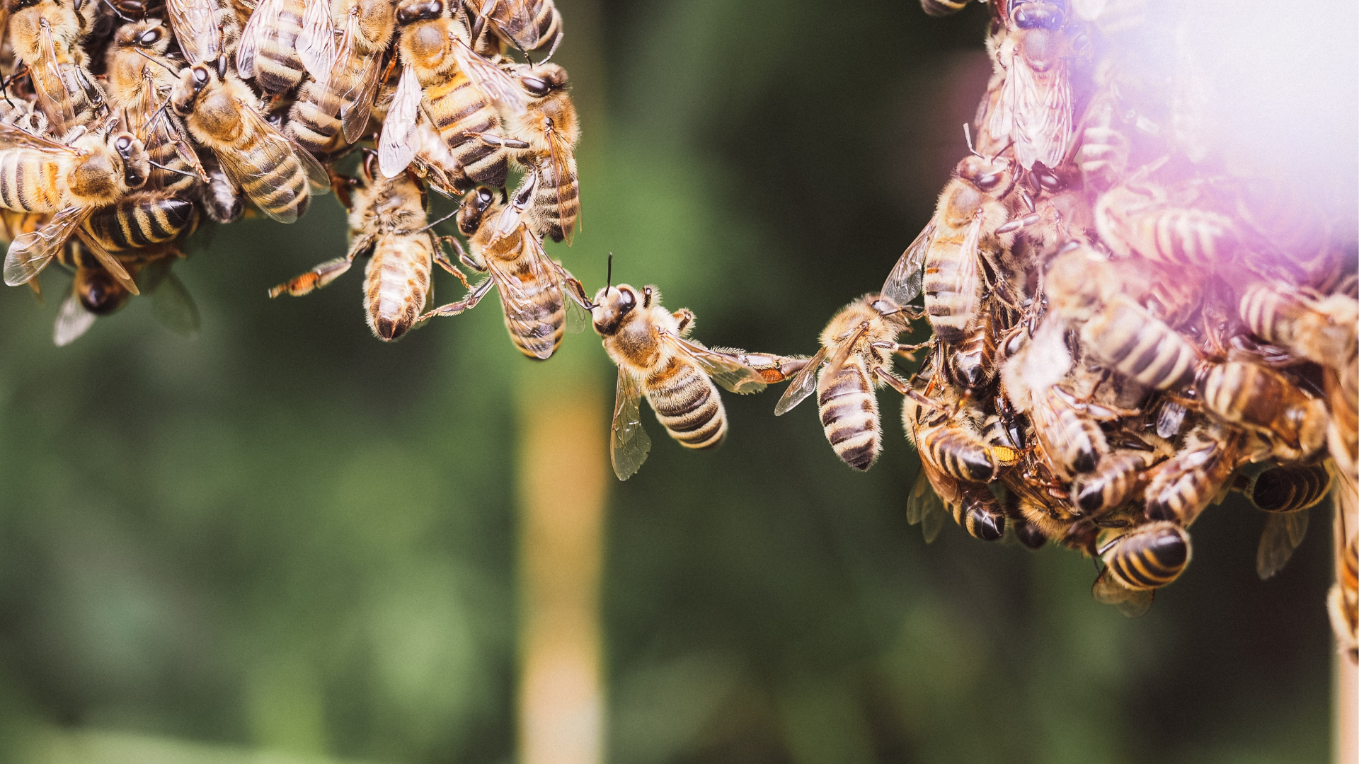 WEB IMAGE- BEES https://optiroute.co.uk/wp-content/uploads/2025/11/WEB-IMAGE-BEES.png